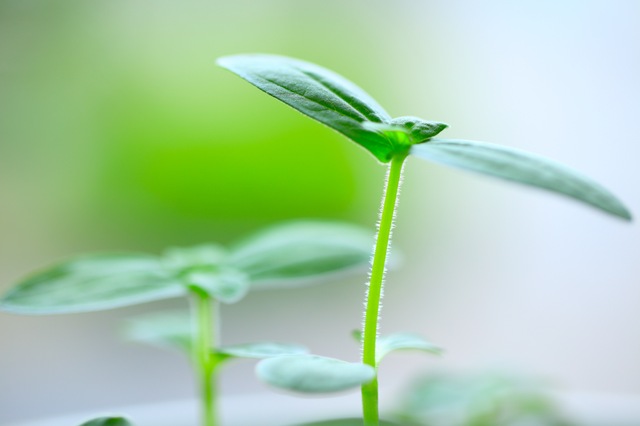 芽